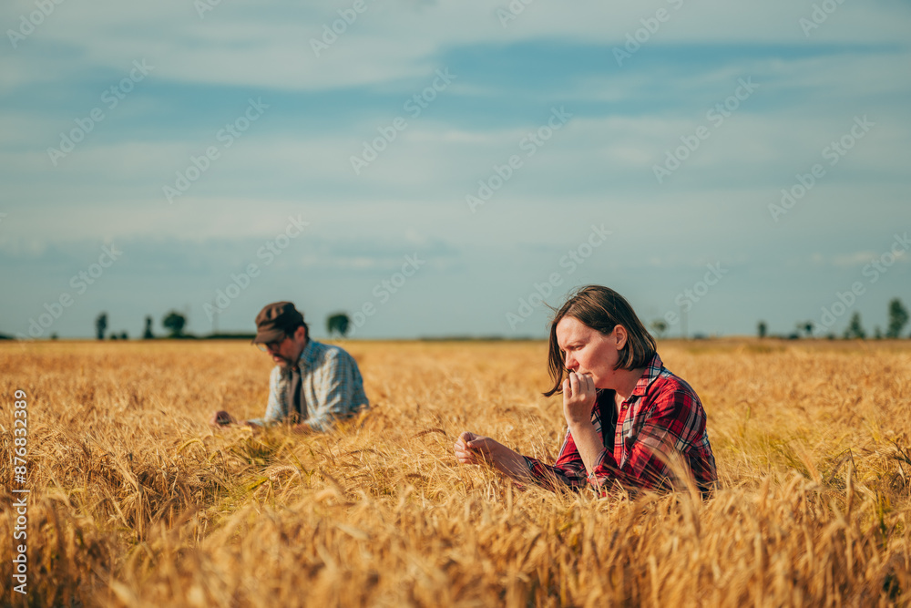 Male and female farmers inspecting ripe wheat crops in a scenic field. Agricultural workers examining golden harvest under sunny sky Male and female farmers inspecting ripe wheat crops in a scenic field. Agricultural workers examining golden harvest under sunny sky