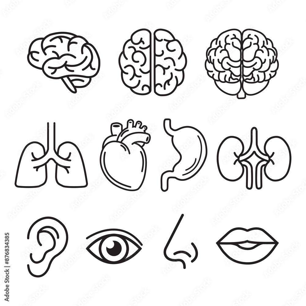 Set of human organ icons Thin line illustrations of human organs: brain, lungs, heart, stomach, kidneys, ears, eyes, nose, mouth Set of human organ icons Thin line illustrations of human organs: brain, lungs, heart, stomach, kidneys, ears, eyes, nose, mouth