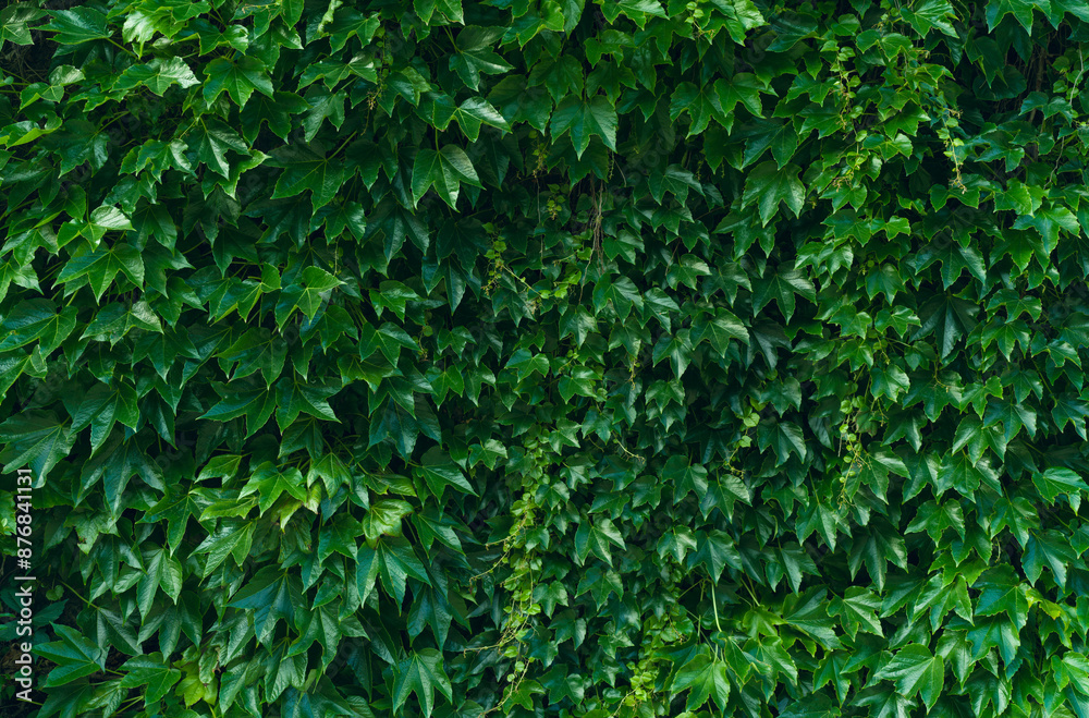 Wild grape green leaves wall background Wild grape green leaves wall background