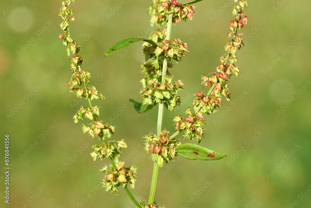 Close up flowers of bitter dock (Rumex obtusifolius), knotweed family (Polygonaceae). July, Summer, Netherlands Close up flowers of bitter dock (Rumex obtusifolius), knotweed family (Polygonaceae). July, Summer, Netherlands