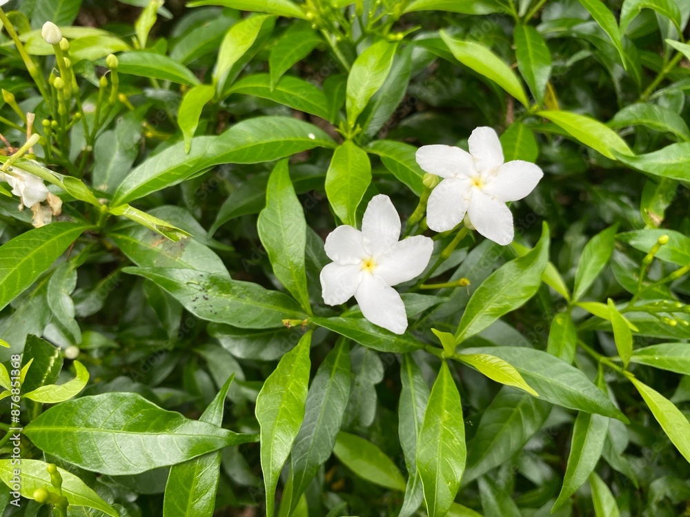 Close up of a bunch of white pinwheel jasmine flowers blooming in the garden