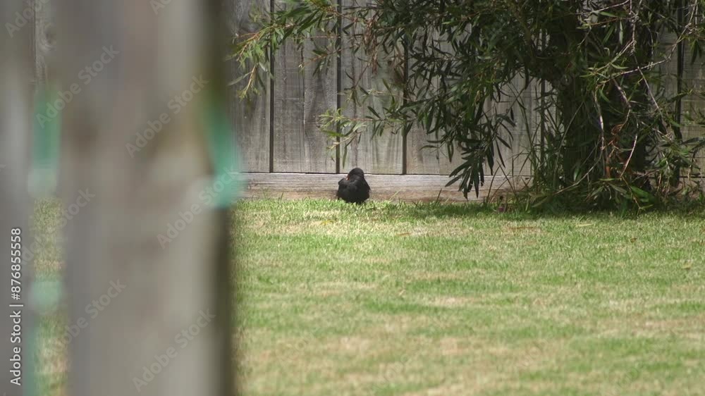 Common Blackbird Grooming It's Feathers Sitting On Grass In Garden Daytime Hot Australia Maffra Gippsland Victoria Slow Motion Common Blackbird Grooming It's Feathers Sitting On Grass In Garden Daytime Hot Australia Maffra Gippsland Victoria Slow Motion