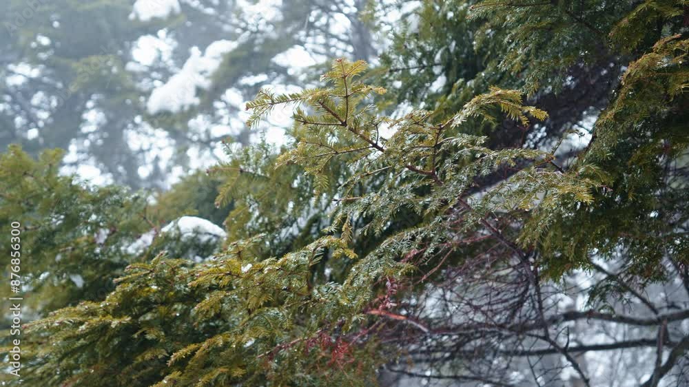 Snow-covered branches in a misty forest create a serene winter scene Snow-covered branches in a misty forest create a serene winter scene