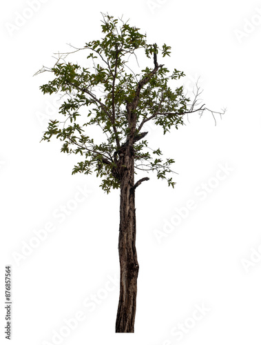 Tree isolated on transparent background with clipping path and alpha channel.