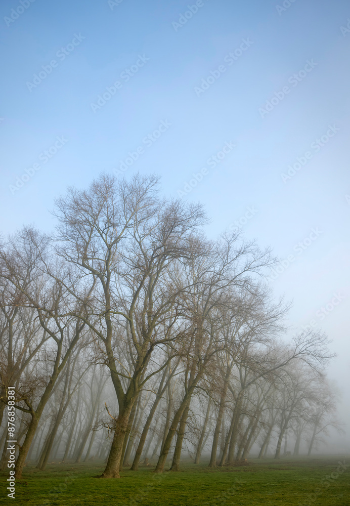Bare trees on cold foggy morning Bare trees on cold foggy morning