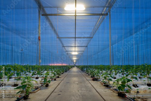 Bell pepper plants in illuminated greenhouse photo