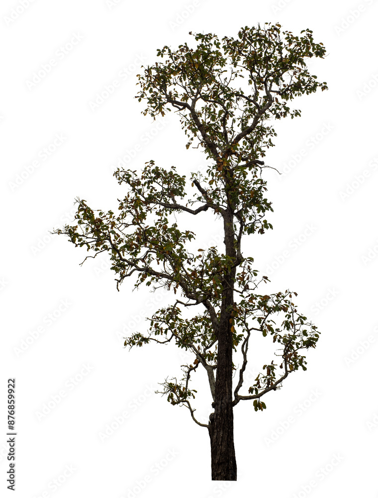 Fototapeta premium Tree isolated on transparent background with clipping path and alpha channel.
