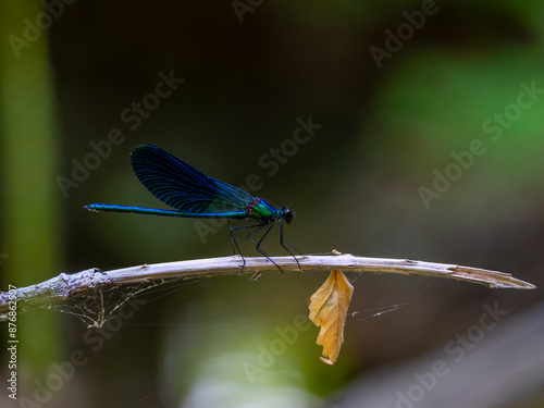 dragonfly on a branch