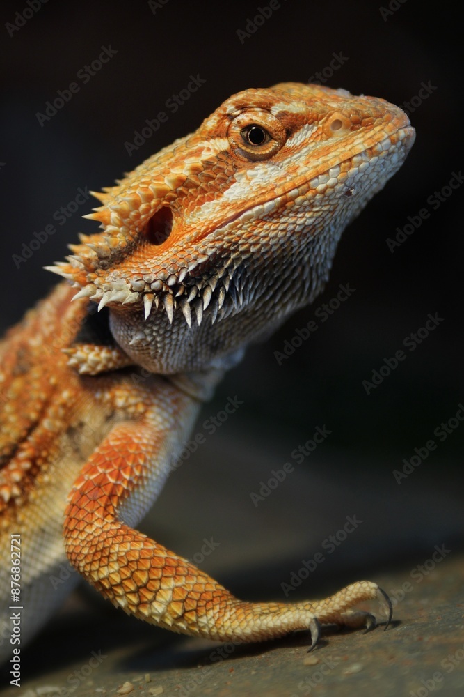 Naklejka premium Portrait of bearded dragon head in the terrarium