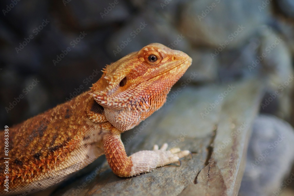 Portrait of bearded dragon head in the terrarium Portrait of bearded dragon head in the terrarium