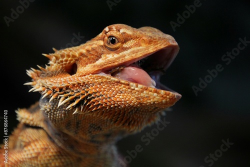 Portrait of bearded dragon head when she is eating.