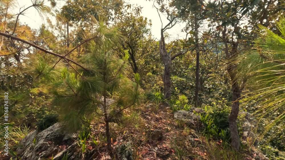 First-Person View: Hiking on Mountain Trails of Beautiful Northern Thailand, High Quality 4K Wide Angle Amazing Nature POV Footage. First-Person View: Hiking on Mountain Trails of Beautiful Northern Thailand, High Quality 4K Wide Angle Amazing Nature POV Footage.