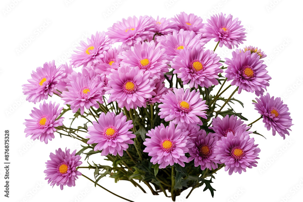 A Delicate Cluster of Pink Daisies Against a White Background. on a White or Clear Surface PNG Transparent Background. A Delicate Cluster of Pink Daisies Against a White Background. on a White or Clear Surface PNG Transparent Background.