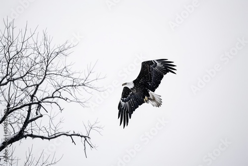 a bald eagle banks in the air against a white sky