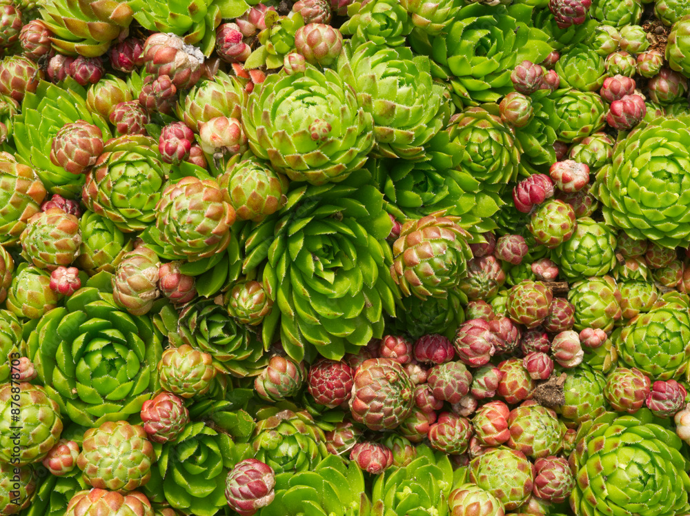 Echeveria plants green background. Succulent green background. Succulent texture. Sempervivum natural pattern. Echeveria succulent growing in the garden. Ornamental plant pattern. Garden decoration. Echeveria plants green background. Succulent green background. Succulent texture. Sempervivum natural pattern. Echeveria succulent growing in the garden. Ornamental plant pattern. Garden decoration.