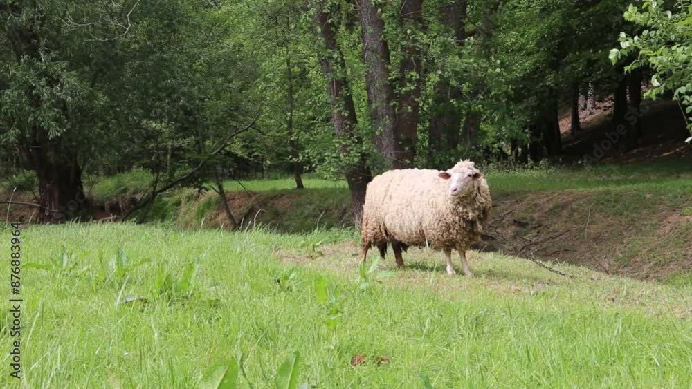 Sheep graze in a pasture near the forest.
Sheep graze in a pasture near the forest.