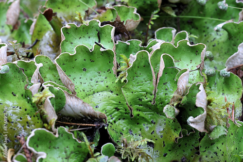 Peltigera aphthosa, known as dog lichen, leafy lichen, felt lichen, and common freckle pelt, lichens from Finland photo