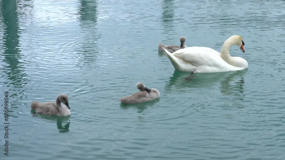 Swan family swims on the blue lake with three little baby swans. Swan family swims on the blue lake with three little baby swans.