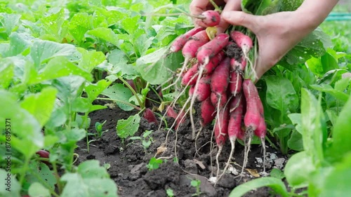 Radish harvest, organic radish, daikon, radish, turnip grown in the garden on the bed, woman harvesting long radish, French breakfast. Freshly picked radishes for making salads. Close-up, front view