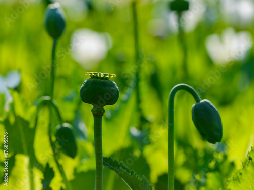 Opium poppy (Papaver somniferum) is an unripe fruit (seed capsule), white poppy grown in Turkey for food industry photo