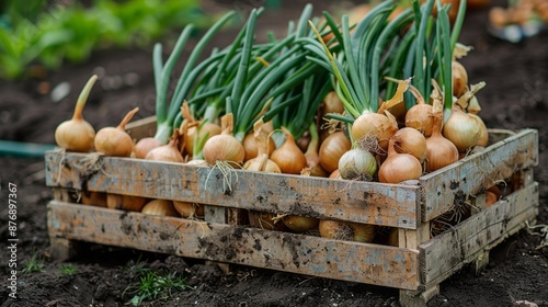 freshly picked onions in a wooden crate close up