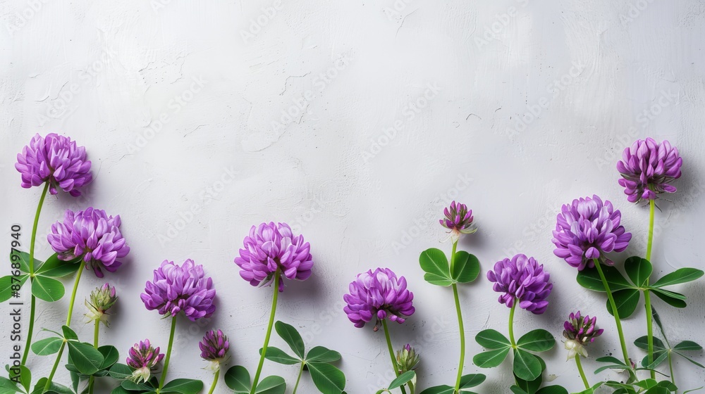 purple clover flowers with clover leaves on white background purple clover flowers with clover leaves on white background