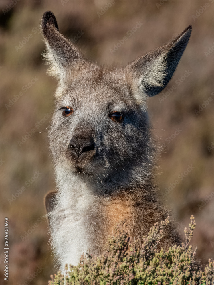 Fototapeta premium Wallaroo or Euro Marsupial in South Australia