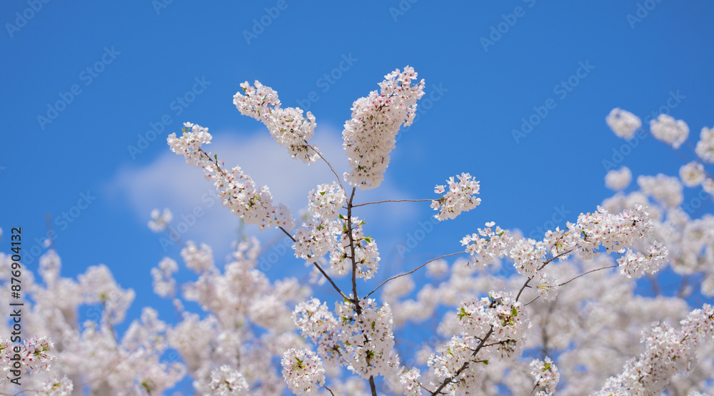 Spring flowers. Beautiful Cherry blossom tree, white flower. Blooming tree at spring, fresh white flowers on the branch of fruit tree, Spring blossom abstract background. Dreamy soft focus picture. Spring flowers. Beautiful Cherry blossom tree, white flower. Blooming tree at spring, fresh white flowers on the branch of fruit tree, Spring blossom abstract background. Dreamy soft focus picture.