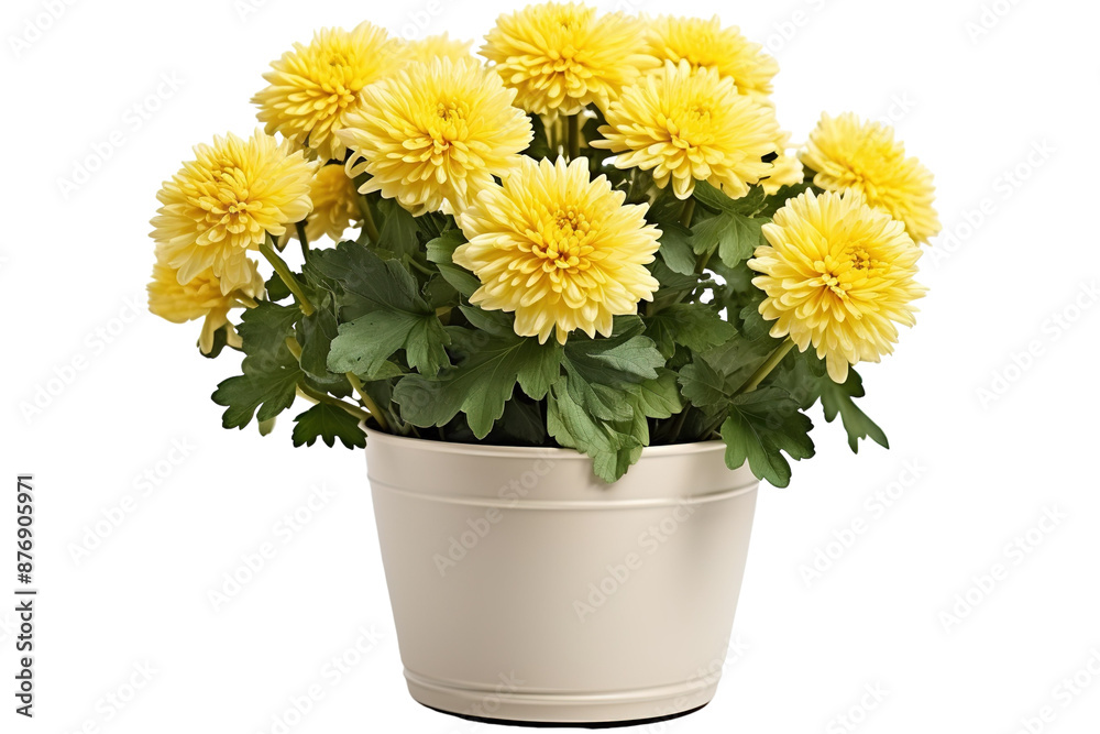 A Bountiful Bloom of Yellow Mums in a Cream-Colored Pot. on a White or Clear Surface PNG Transparent Background. A Bountiful Bloom of Yellow Mums in a Cream-Colored Pot. on a White or Clear Surface PNG Transparent Background.