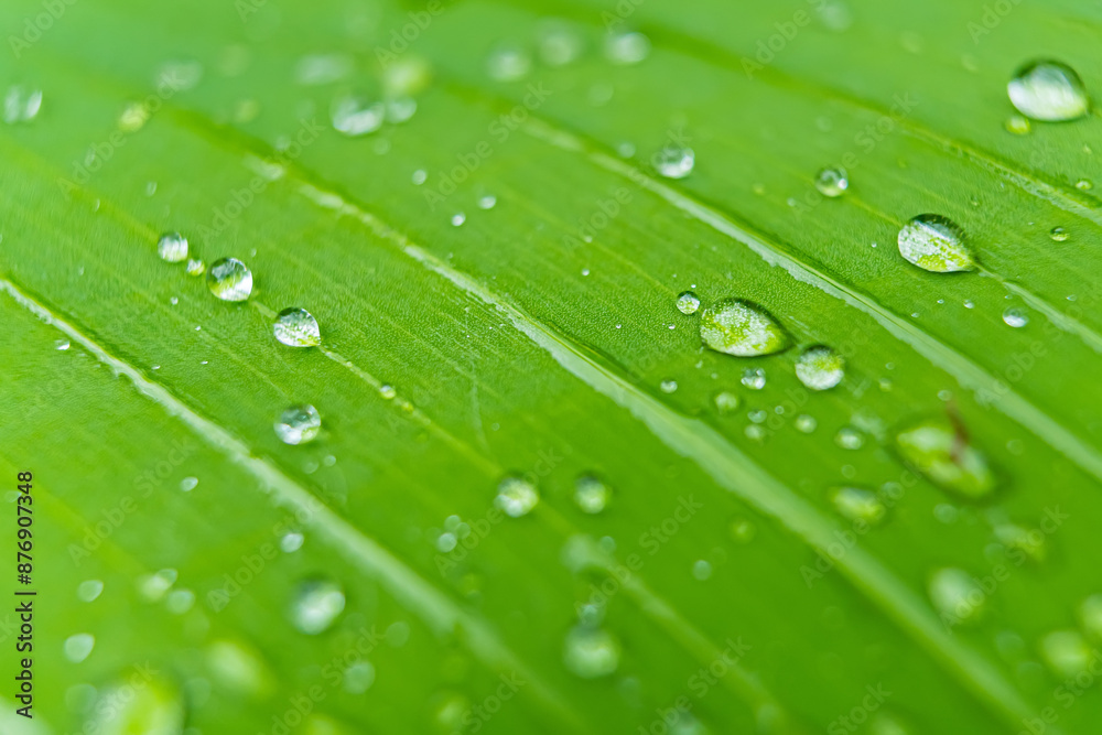 Raindrops on leaves after rain Raindrops on leaves after rain