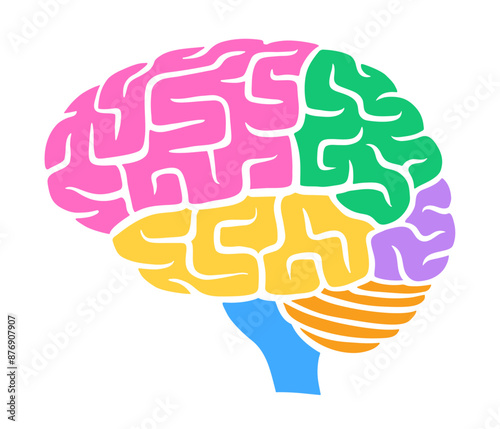 Human brain with colored lobes