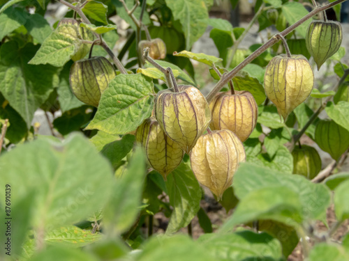 Cuadro en lienzo Physalis,groundcherries,husk tomatoes, husk cherries, poha berries or golden ber