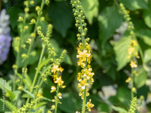 Agrimonia eupatoria,common agrimony, church steeples or sticklewort plant with yellow flowers