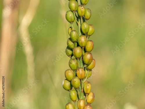 Asphodelus albus or white asphodel flowering plant seeds. photo