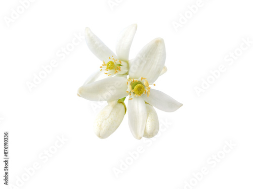 Orange tree blossom flowers and buds isolated transparent png #876910336