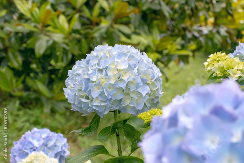 Pale blue hydrangea flower heads photo