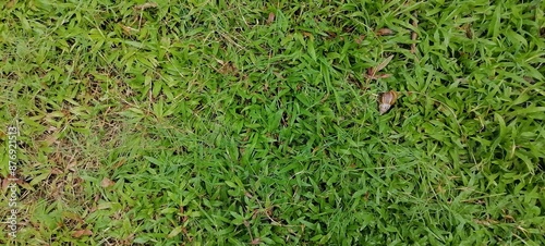 Green artificial grass natural background