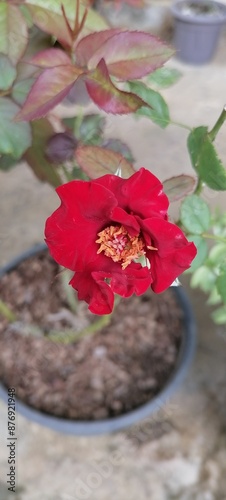 red roses in their natural habitat in full bloom, a bouquet of flowers close up, elegant, intimate, romantic, delicate on a blurred background