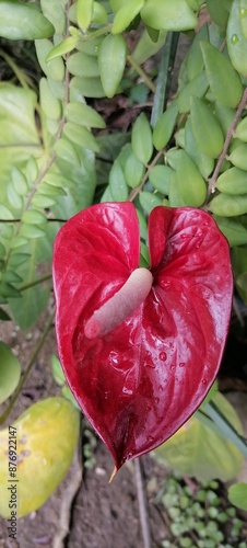 Close up of an anthurium inflorescence Wellesley, Massachusetts.