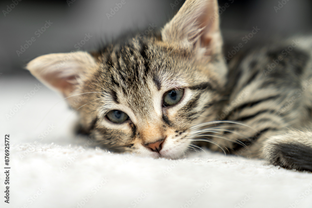 cute kitten tabby cat sleeping, resting, relaxing, looking on top of a bed. Cat sleep calm relax. Close up of the muzzle of a sleeping cat with closed and open eyes. Pets friendly and care concept. cute kitten tabby cat sleeping, resting, relaxing, looking on top of a bed. Cat sleep calm relax. Close up of the muzzle of a sleeping cat with closed and open eyes. Pets friendly and care concept.