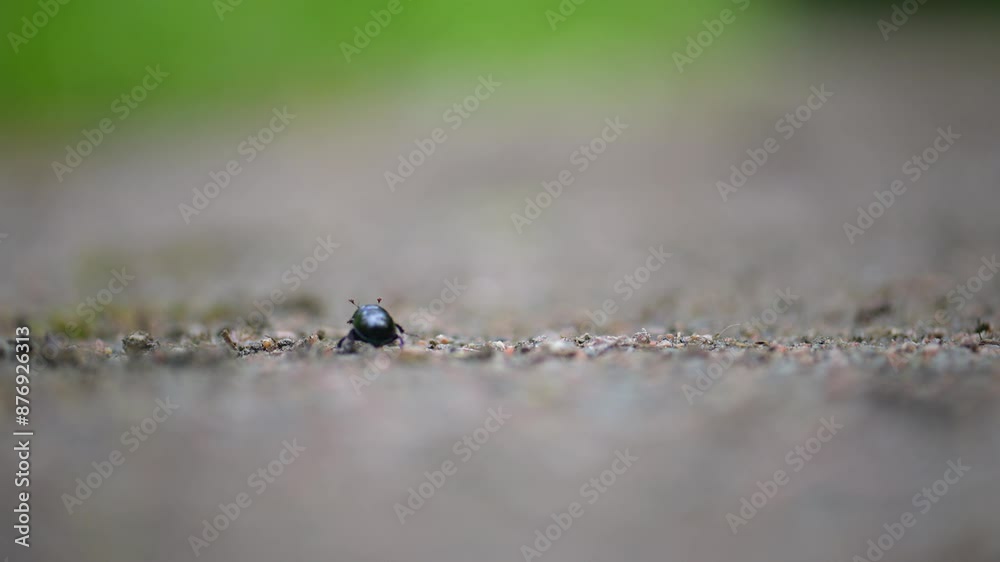Dung beetle searching for food on a gravel road Dung beetle searching for food on a gravel road