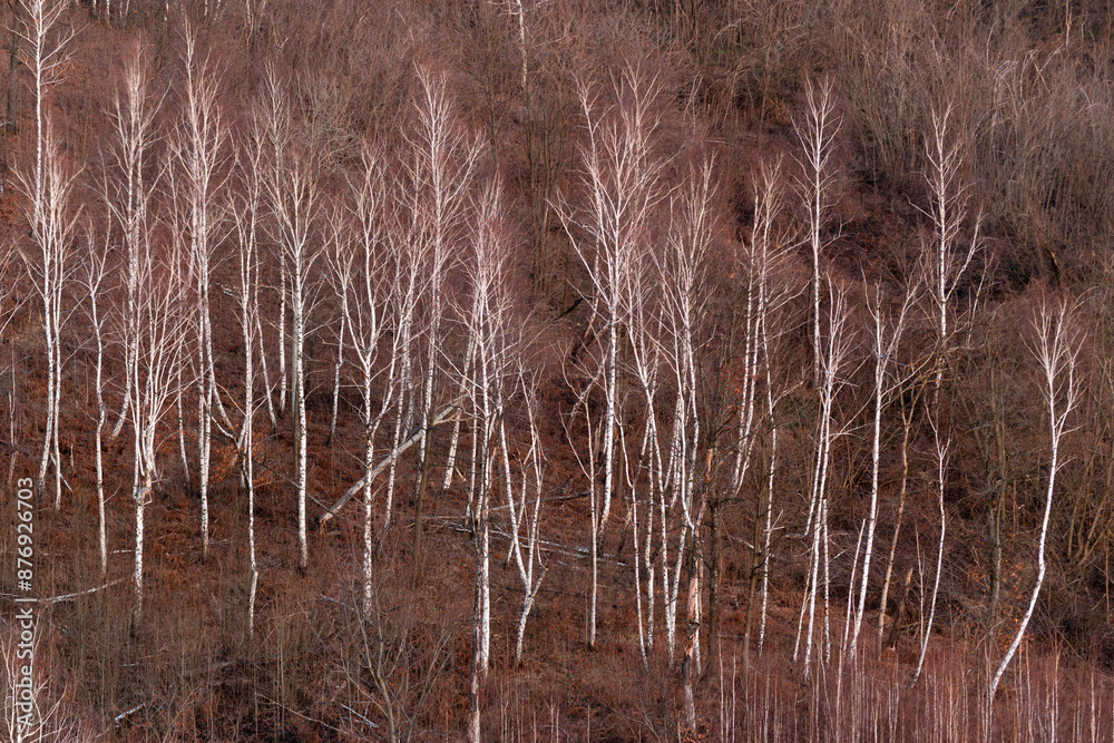 Fototapeta premium Leafless birch forest on hillside, forest landscape in winter