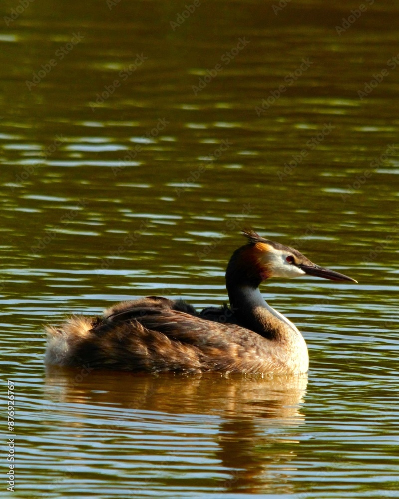 great crested grebe great crested grebe