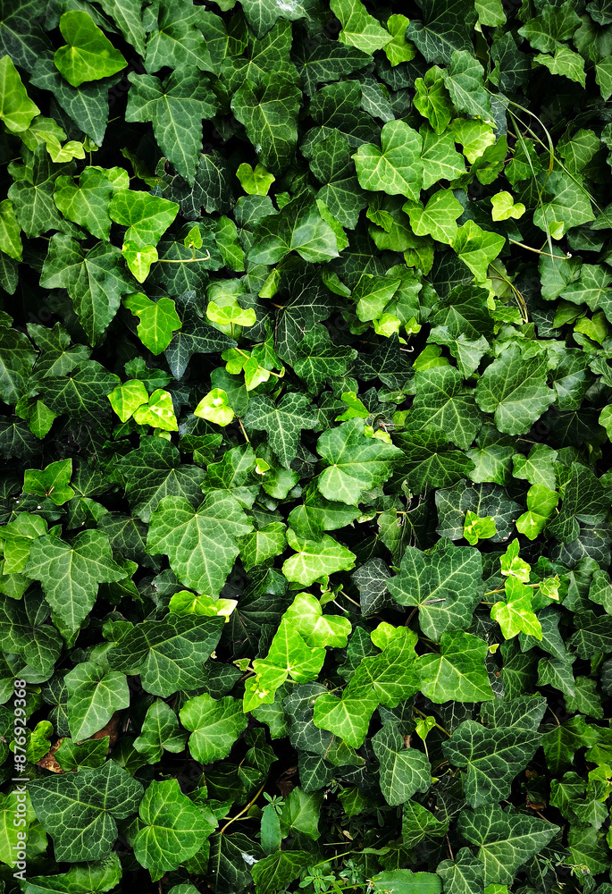 abstract green leaf texture, tropical leaf foliage nature dark green background ecological gardening spring summer design abstract green leaf texture, tropical leaf foliage nature dark green background ecological gardening spring summer design