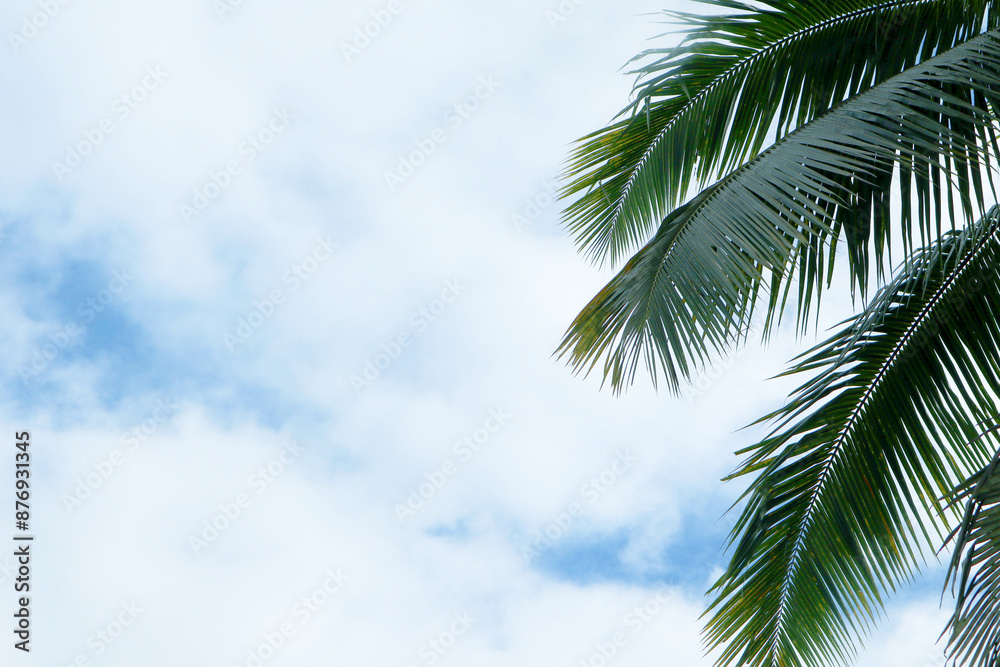 Coconut palm leaves on bright sky background Coconut palm leaves on bright sky background
