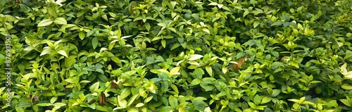 Wallpaper Mural abstract green leaf texture, tropical leaf foliage nature dark green background ecological gardening spring summer design Torontodigital.ca