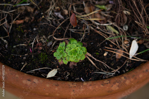 Closeup of a potted plant (Saxifraga umbrosa) with green leaves in the park photo