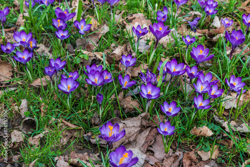 Beautiful scenery of blossoming pink crocuses photo