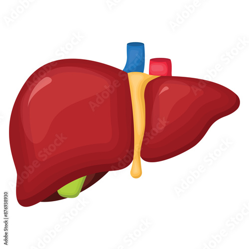 Vector illustration of a human liver. The concept of organs for study for medical and biological purposes. Picture for books, magazines and articles