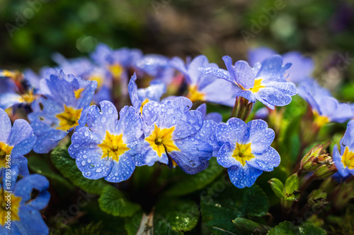 Spring flowers in the rain photo